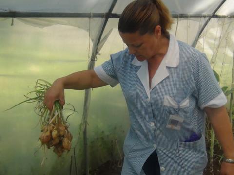 EBSCC Horta Bio (estufa) - recolha cebolas para uso cantina da escola